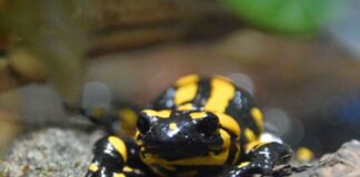 Der Erlebnis-Zoo setzt sich für Feuersalamander ein.