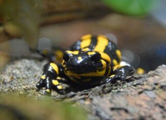 Erlebnis-Zoo Hannover wird offizielles Mitglied der Weltnaturschutzunion IUCN Der Erlebnis-Zoo setzt sich für Feuersalamander ein.