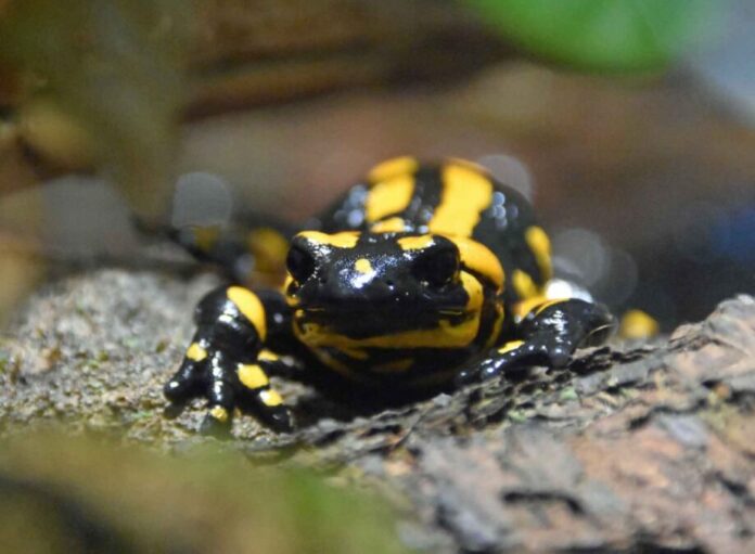 Der Erlebnis-Zoo setzt sich für Feuersalamander ein.