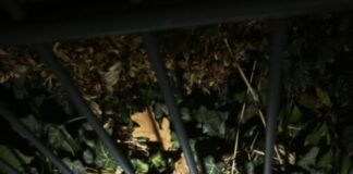Celle: Feuerwehr befreit Igel