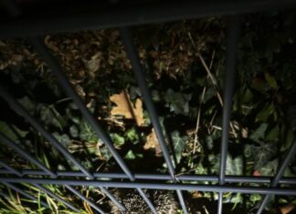 Feuerwehr Westercelle rettet eingeklemmten Igel aus Zaun Celle: Feuerwehr befreit Igel