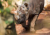 Das Östliche Spitzmaulnashorn im Erlebnis-Zoo Hannover.