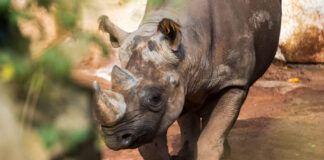 Das Östliche Spitzmaulnashorn im Erlebnis-Zoo Hannover.