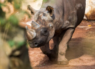 Nashornbulle „Kito“ verlässt den Erlebnis-Zoo Hannover: Neuer Partnertausch im Zeichen des Artenschutzes Das Östliche Spitzmaulnashorn im Erlebnis-Zoo Hannover.