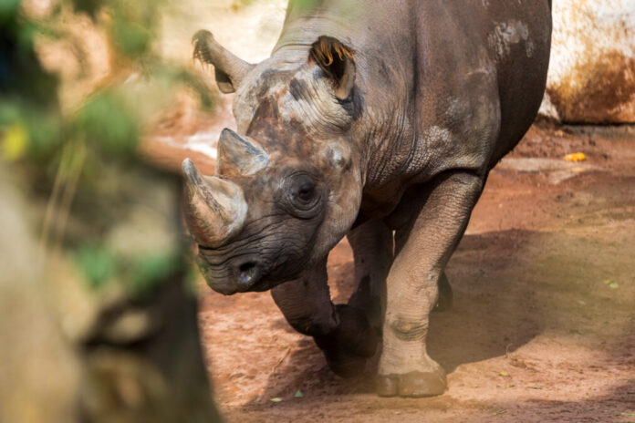 Das Östliche Spitzmaulnashorn im Erlebnis-Zoo Hannover. Das Östliche Spitzmaulnashorn im Erlebnis-Zoo Hannover.