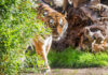 Tiger im Erlebnis-Zoo Hannover