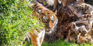 Tiger im Erlebnis-Zoo Hannover