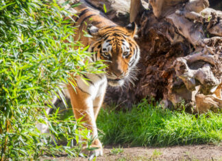 Erlebnis-Zoo Hannover startet in die Wintersaison Tiger im Erlebnis-Zoo Hannover