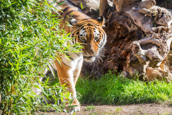 Tiger im Erlebnis-Zoo Hannover