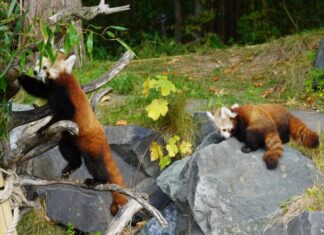 Nachwuchs bei den Kleinen Pandas im Erlebnis-Zoo Hannover Mutter mit beiden Jungtieren