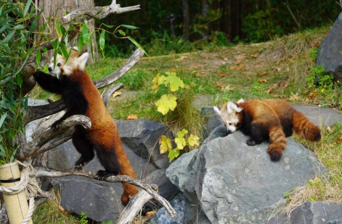 Mutter mit beiden Jungtieren