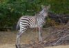 Zebrajungtier spielt mit einem Stöckchen