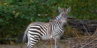 Zebrajungtier spielt mit einem Stöckchen