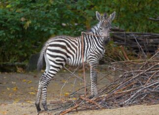 Zebrababys erster Auftritt: Braun-schwarz-weiß gestreifter Nachwuchs im Erlebnis-Zoo Hannover Zebrajungtier spielt mit einem Stöckchen