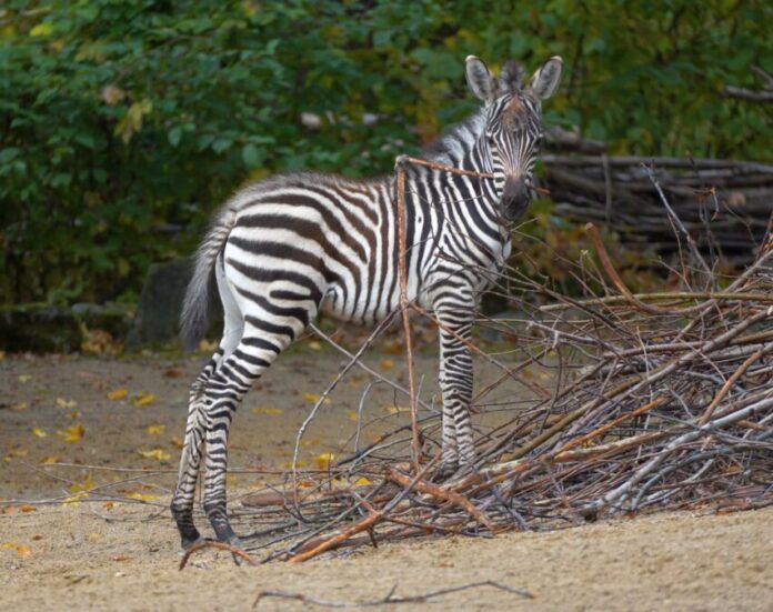 Zebrajungtier spielt mit einem Stöckchen