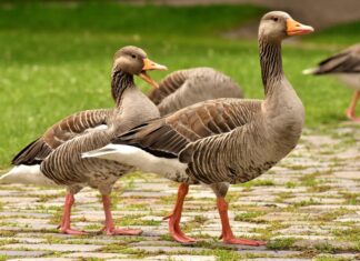 Vogelgrippe bei Wildgänsen in der Region Hannover nachgewiesen Wildgänse