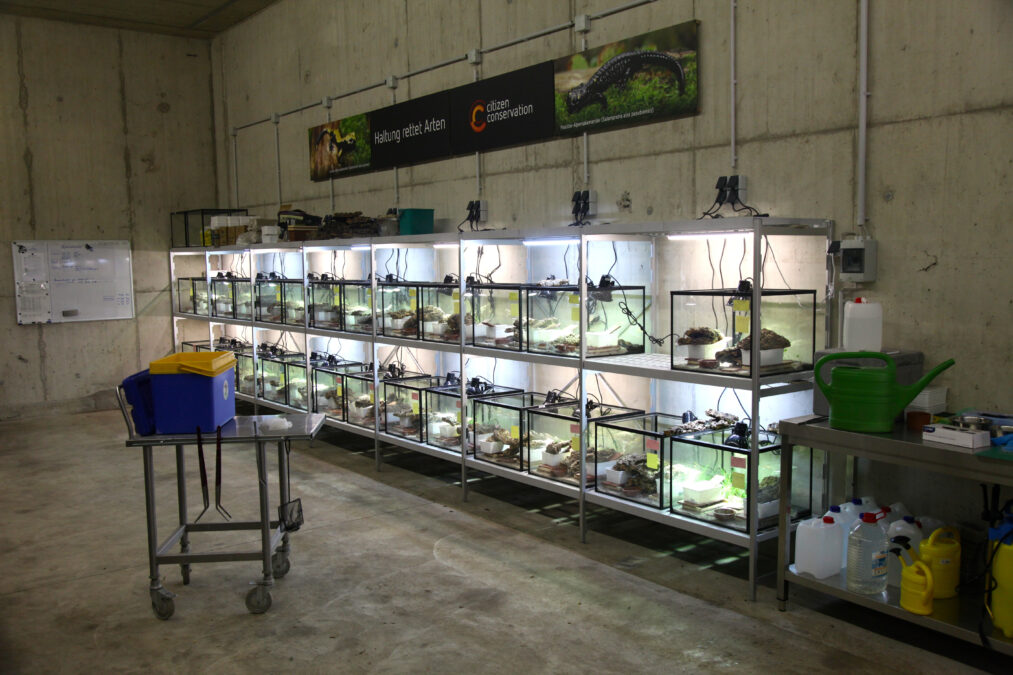 true crime in den bergen: startschuss für das kompetenzzentrum alpensalamander alpensalamander zuchtanlage sachsenhagen