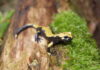 Der Aurora-Alpensalamander