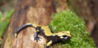 Der Aurora-Alpensalamander