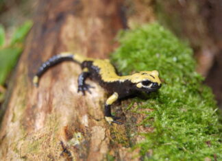 True Crime in den Bergen: Startschuss für das Kompetenzzentrum Alpensalamander Der Aurora-Alpensalamander