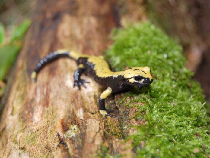 Aurora-Alpensalamander Der Aurora-Alpensalamander