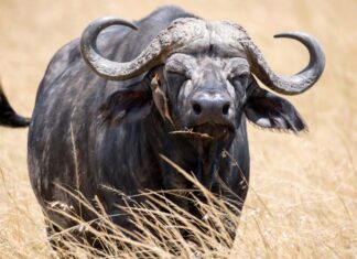 Fotoausstellung „Auf der Suche nach den Big Five“ im KunstGang der MHH Titelbild der Ausstellung "Auf der Suche nach den "Big Five"".