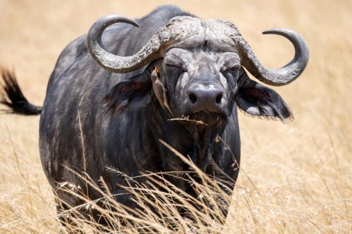 Auf der Suche nach den "Big Five" Titelbild der Ausstellung "Auf der Suche nach den "Big Five"".