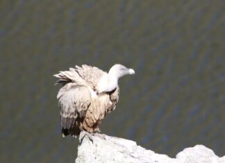 NABU Langenhagen lädt zum letzten Stammtisch 2025 in den Wasserturm ein Gänsegeier