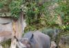spitzmaulnashorn „kito“ zieht von hannover nach rotterdam – wichtiger beitrag zum europäischen artenschutz spitzmaulnashorn kito