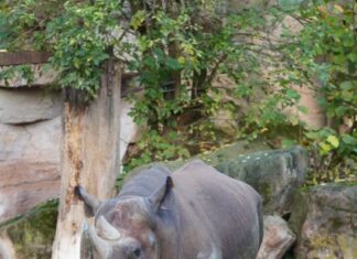 Spitzmaulnashorn „Kito“ zieht von Hannover nach Rotterdam – wichtiger Beitrag zum europäischen Artenschutz Spitzmaulnashorn Kito