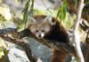 Trauriger Verlust - Jungtier der Kleinen Pandas gestorben
