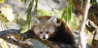 Trauriger Verlust - Jungtier der Kleinen Pandas gestorben