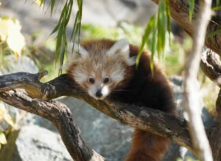 Trauer im Erlebnis-Zoo Hannover: Jungtier der Kleinen Pandas gestorben Trauriger Verlust - Jungtier der Kleinen Pandas gestorben