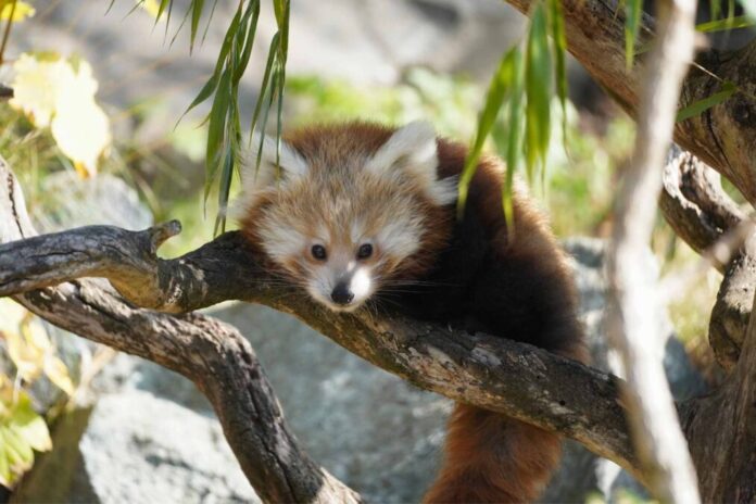 Trauriger Verlust - Jungtier der Kleinen Pandas gestorben