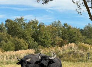 Pilotprojekt mit Wasserbüffeln startet in Hannover Wasserbüffel