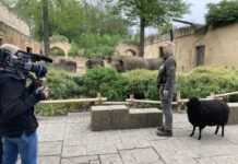 Neue Staffel „Seelöwe & Co.“: NDR startet ab 8. Dezember mit 13 frischen Folgen Dreharbeiten zu Seelöwe und Co - Rona Wichmann geht mit Schaf Heidemarie spazieren