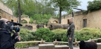 Dreharbeiten zu Seelöwe und Co - Rona Wichmann geht mit Schaf Heidemarie spazieren
