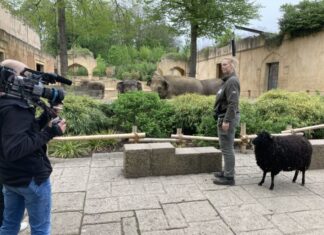 Neue Staffel „Seelöwe & Co.“: NDR startet ab 8. Dezember mit 13 frischen Folgen Dreharbeiten zu Seelöwe und Co - Rona Wichmann geht mit Schaf Heidemarie spazieren