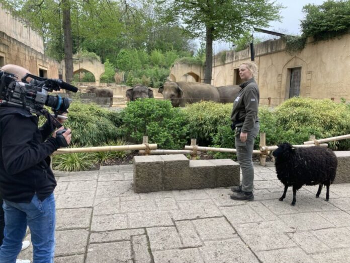 Dreharbeiten zu Seelöwe und Co Dreharbeiten zu Seelöwe und Co - Rona Wichmann geht mit Schaf Heidemarie spazieren