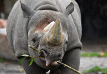 Neuer Spitzmaulnashorn-Bulle „Nasor“ im Erlebnis-Zoo Hannover angekommen Spitzmaulnashorn-Bulle Nasor.
