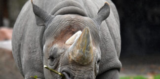 Spitzmaulnashorn-Bulle Nasor.