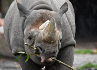 Neuer Spitzmaulnashorn-Bulle „Nasor“ im Erlebnis-Zoo Hannover angekommen Spitzmaulnashorn-Bulle Nasor.