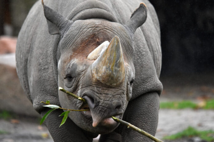 Spitzmaulnashorn-Bulle Nasor.