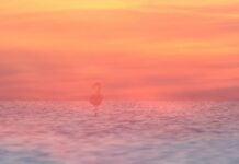 Fotoausstellung „Malen mit der Kamera“ im KunstGang der MHH Titelbild Malen mit der Kamera