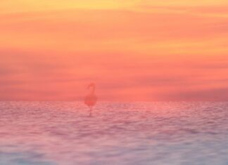 Fotoausstellung „Malen mit der Kamera“ im KunstGang der MHH Titelbild Malen mit der Kamera