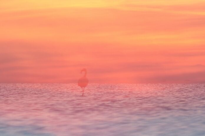 Titelbild Malen mit der Kamera