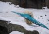 Eisbär spielt mit Kanu im Schnee