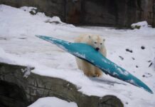 Winterzauber im Erlebnis-Zoo Hannover: Tiere und Besucher genießen die Schneelandschaft Eisbär spielt mit Kanu im Schnee