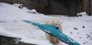 Eisbär spielt mit Kanu im Schnee