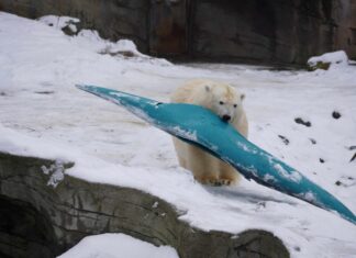 Winterzauber im Erlebnis-Zoo Hannover: Tiere und Besucher genießen die Schneelandschaft Eisbär spielt mit Kanu im Schnee